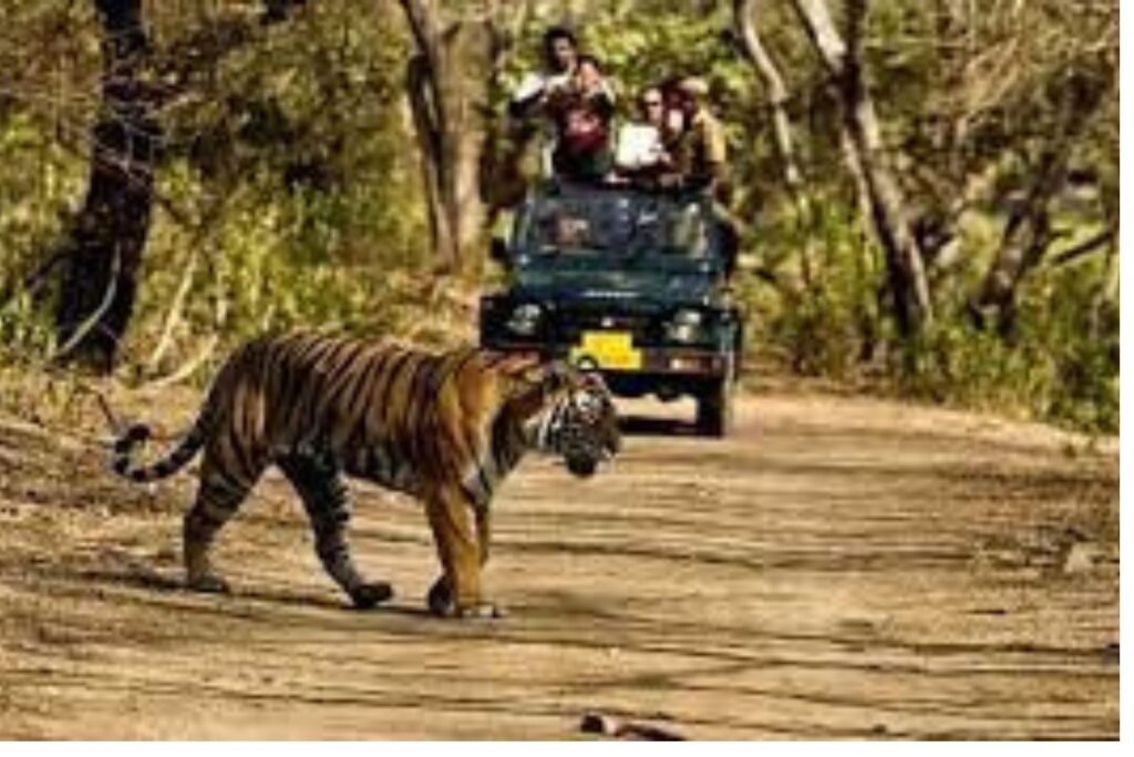 rajgir zoo safari ticket price